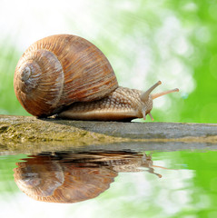 Garden snail (Helix aspersa)