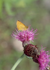 The image of beautiful nature