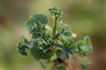 The image of beautiful nature