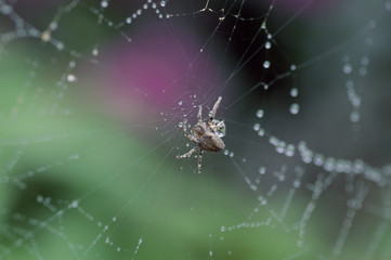 The image of beautiful nature