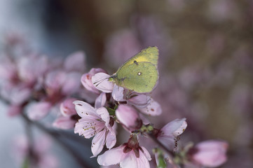 The image of beautiful nature