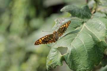 The image of beautiful nature