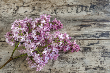 Lilac branch on the old wooden table.