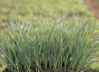 The image of beautiful nature