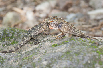 Lizards fighting