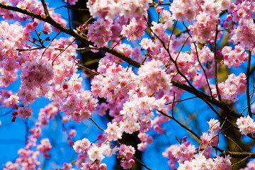 Sakura flowers blooming. Beautiful pink cherry blossom