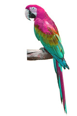 colorful macaw