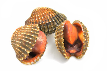Blood cockle