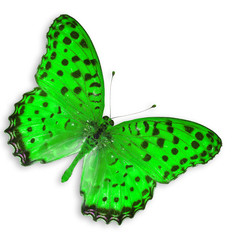green butterfly