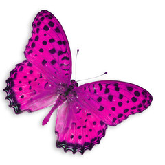 pink  butterfly