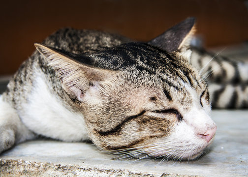sleeping grey and brown tubby slep on the cement