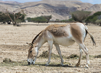 Onager (Equus hemionus) in National Reserve park near Eilat
