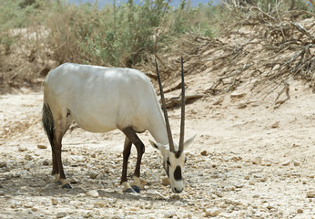 Antelope Oryx in Israeli nature reserve near Eilat