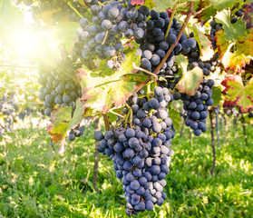 Weinanbau in der Pfalz: sonniger Tag im Wingert :)