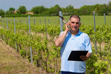 Man working in the vineyard