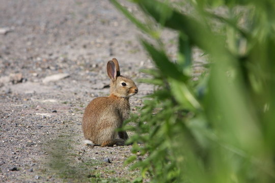 Lapin de garenne (Oryctolagus cuniculus)