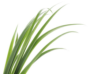 green grass leaves
