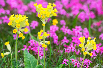 Closeup of Primula veris in garden