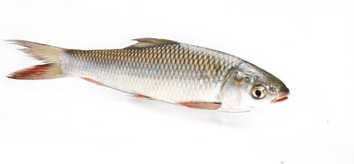 Fresh Indian Fish Bata