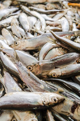 Obraz premium Sprat a close up