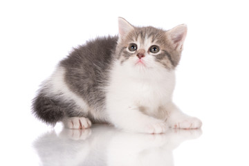 adorable white and grey kitten