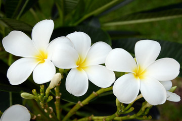 Fototapeta premium White Frangipani Flowers.