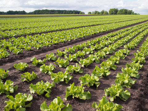 Gem&uuml;seanbau - Salatpflanzen - Schnittsalat auf dem Feld
