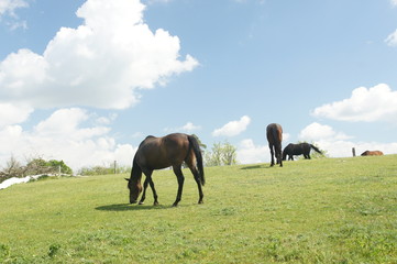 Horses on pasture near Lednice, Czech republic