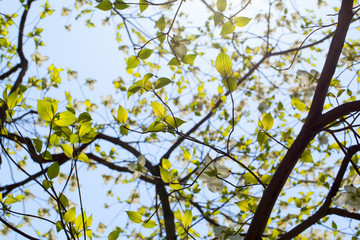 White flowering dogwood (Cornus florida) in bloom
