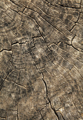 Fototapeta premium Holzmaserung