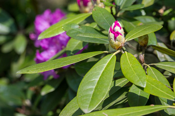Obraz na płótnie Canvas Rhododendron Bloom