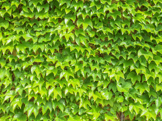 Ivy leaves