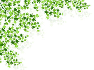 葉　新緑　風景