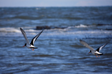Oystercatchers