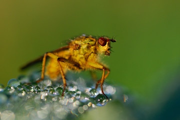 Fototapeta premium Mouche à merde (Scathophaga stercoraria)