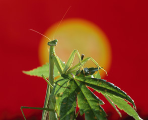 The image of beautiful nature