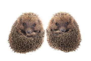 hedgehog