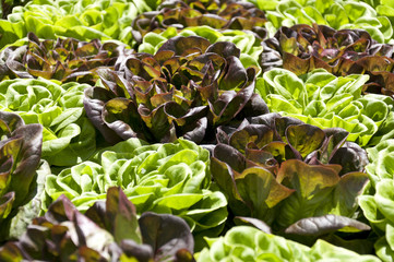 Fresh organic green and purple lettuces