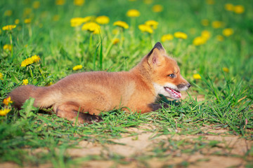 red fox pup
