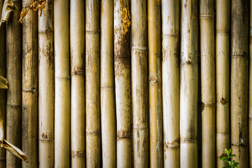 Fototapeta premium bamboo background