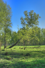 birch forest