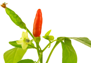 piment