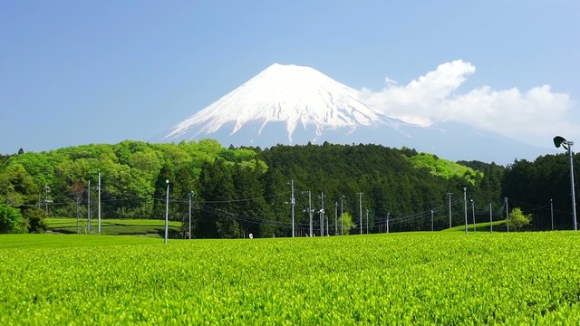 新緑・新茶の茶畑と美しい富士山
