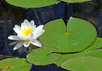 beautiful white water lily in the pond with the leaves