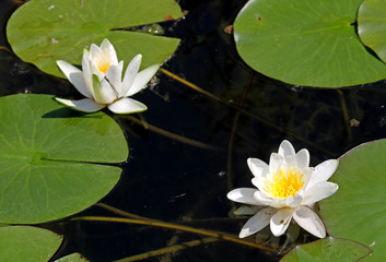 two white water lily flowers in the middle of the pond