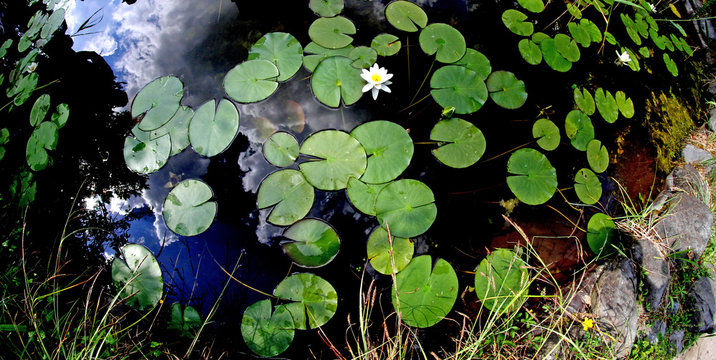 leaves and white flowers of water lily photographed