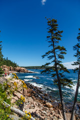 Fototapeta premium Acadia Coast with Flowers