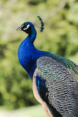 Obraz premium peacock