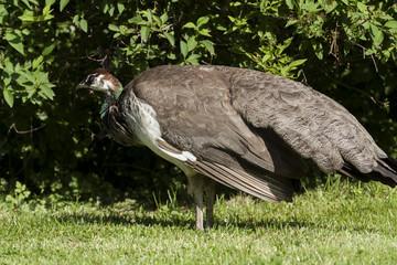 peacock