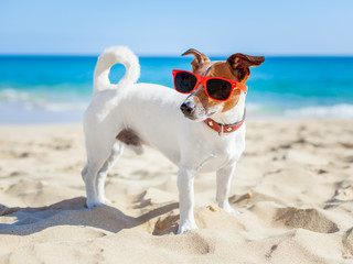 Fototapeta na wymiar dog at beach